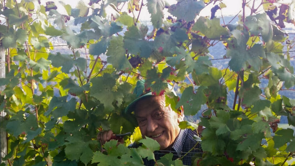 canonica-vini-1-1