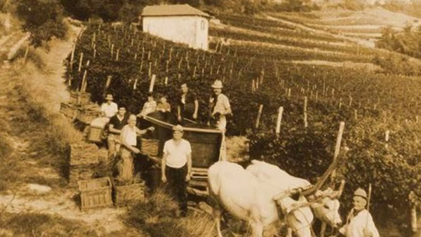 canonica-vini-2