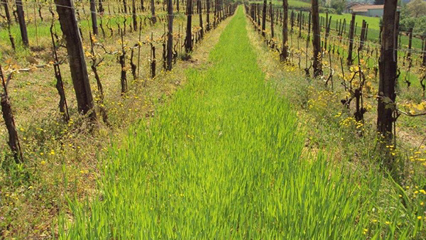 canonica-vini-4