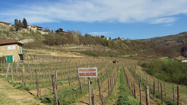 canonica-vini-5 (1)