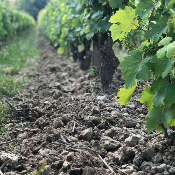 104435875_1353115321548128_2776257314412694743_n