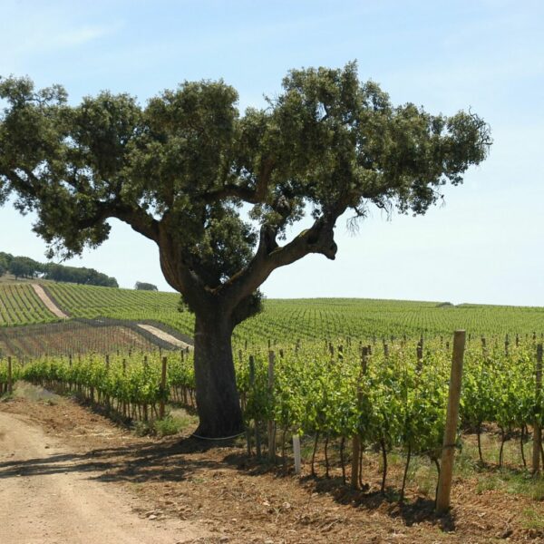 ALENTEJO_07_GLADSTONE_CAMPOS.width-1920