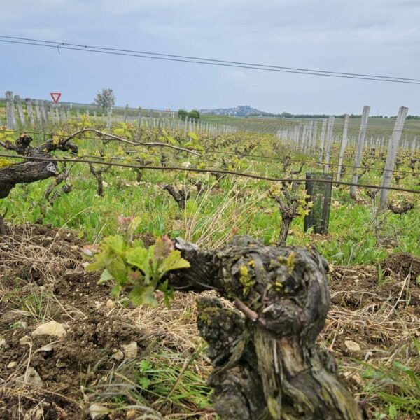 WhatsApp Image 2025-10-17 at 15.49.33 (3)