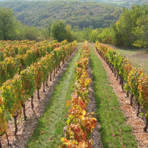 1456332462vue-entre-vignes