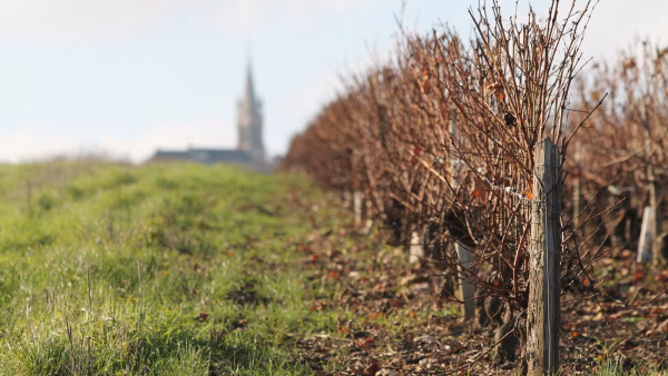 Wijnproeverij Loire – vrijdag 25 september