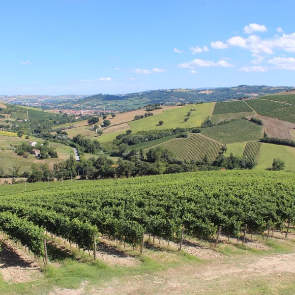 sartarelli-winery