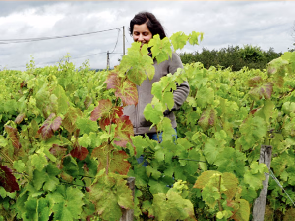 Prunelle de Navacelle – Beaujolais