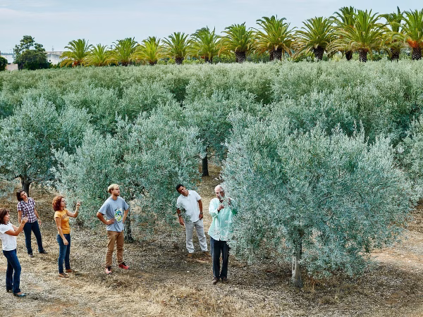 Monterosa Olive Oil – Algarve