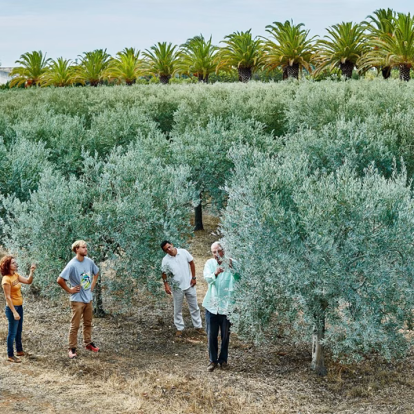 olive-grove.monterosajpg