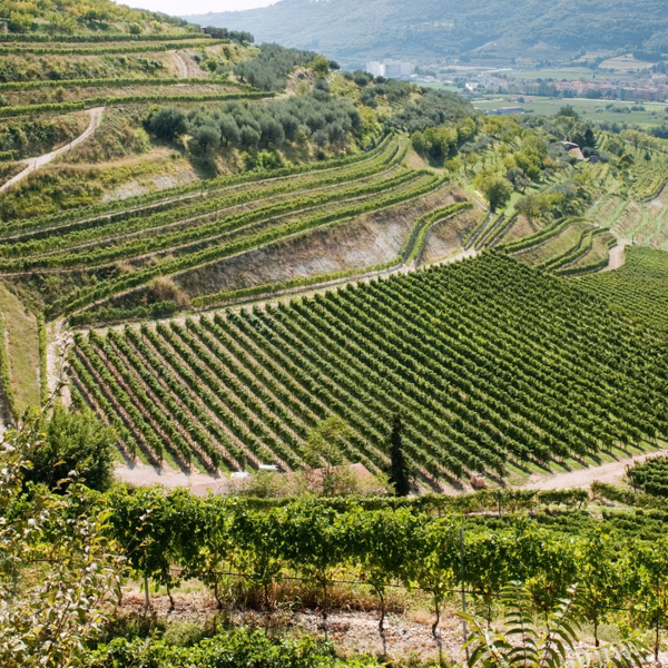 1487002711.15_Dove-siamo