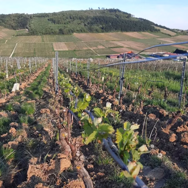 Domaine Chêne wijngaard